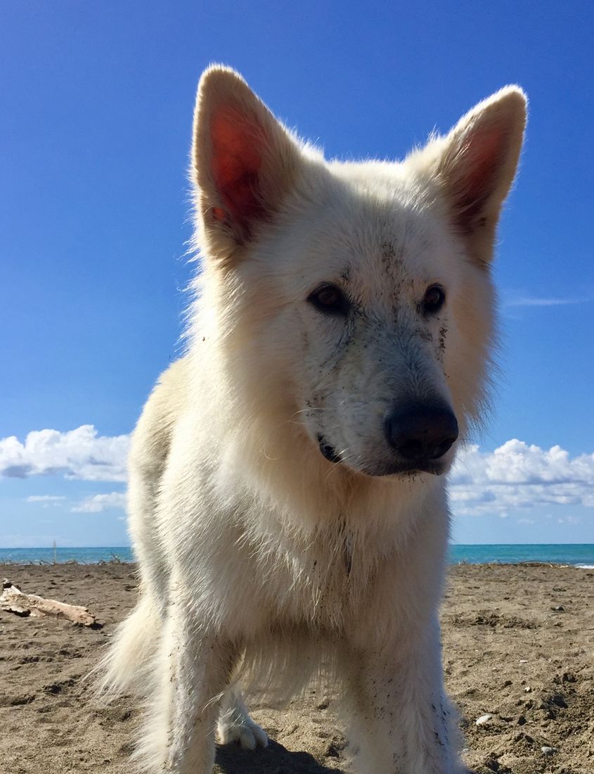 Weißer Schäferhund am Strand