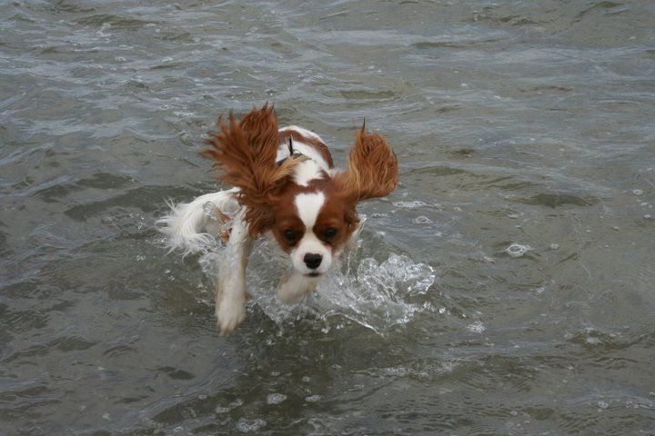 Cavalier King Charles Spaniel im Wasser