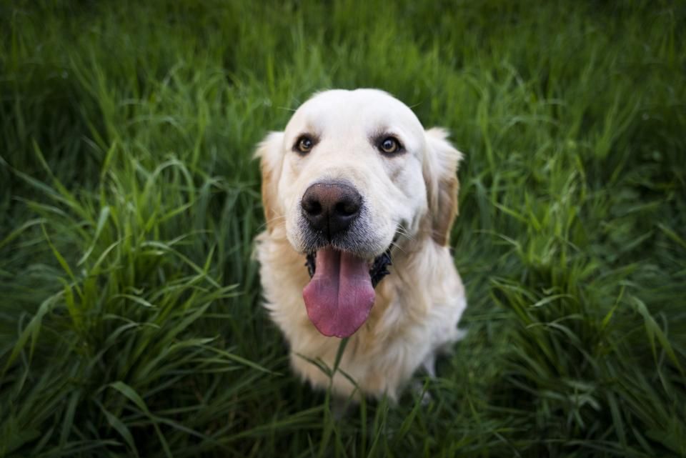 Fröhlicher Golden Retriever im Gras