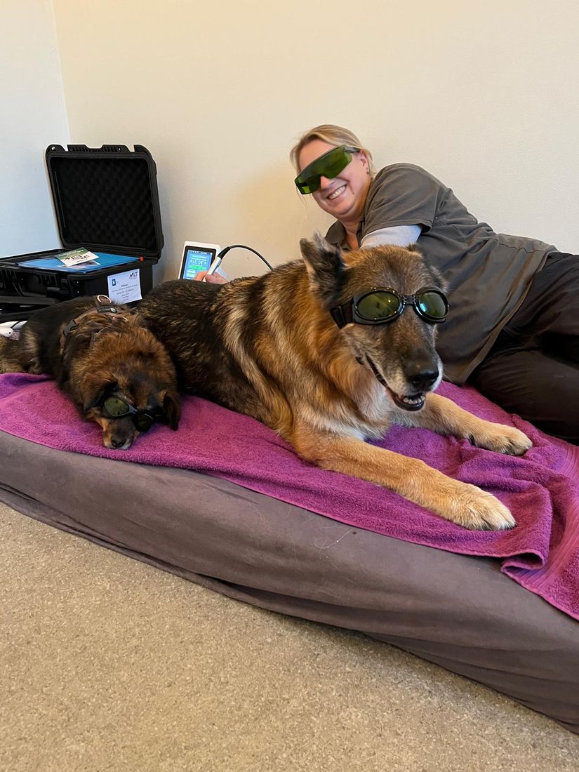 Hund bei der Lasertherapie mit Schutzbrille