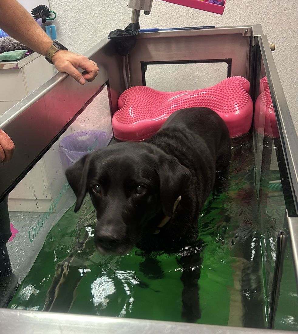 Schwarzer Labrador auf dem Unterwasserlaufband